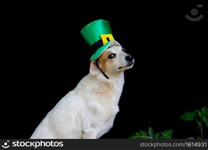 portrait of a mongrel dog with st patricks day hat. portrait of a mongrel dog with saint patrick’s day hat isolated on black background