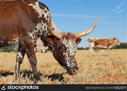 Portrait of a Nguni cow - indigenous cattle breed of South Africa