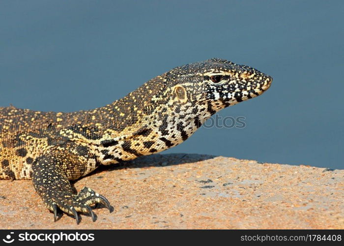 Portrait of a Nile monitor  Varanus niloticus , Kruger National Park, South Africa 