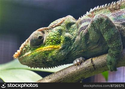 Portrait of a Panther Chameleon, Furcifer Pardalis. Close-up of a male adulti, Chester zoo.