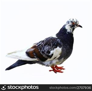 Portrait of a pigeon in full growth. Isolate