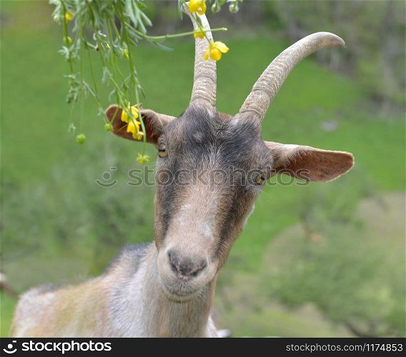 portrait of a pretty alpine goat in meadow