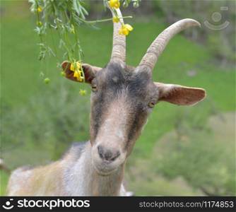 portrait of a pretty alpine goat in meadow