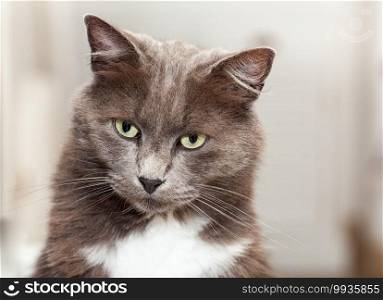 Portrait of a pretty chartreux cat with long hairs and yellow eyes.