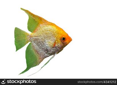 portrait of a pterophyllum scalare on a white background