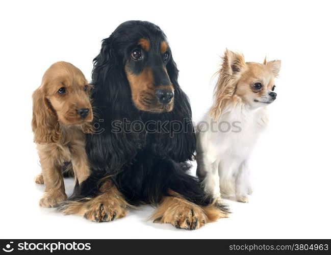 portrait of a puppy english cocker, adult and chihuahua in a studio