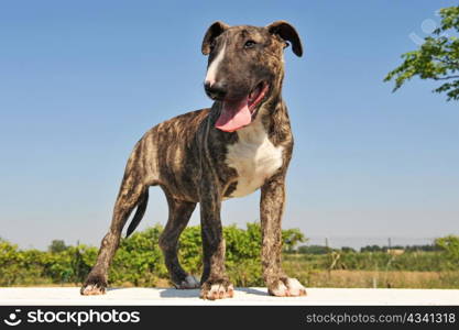 portrait of a puppy purebred bull terrier