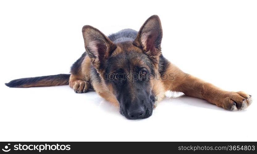portrait of a puppy purebred german shepherd in front of white background