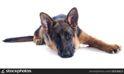 portrait of a puppy purebred german shepherd in front of white background