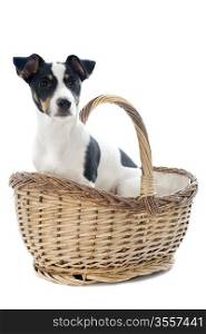 portrait of a puppy purebred jack russel terrier in a basket in studio