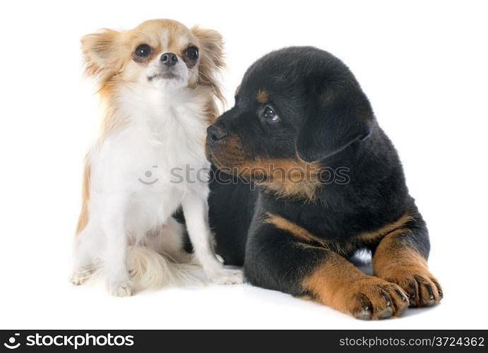 portrait of a puppy rottweiler and chihuahua in front of white background