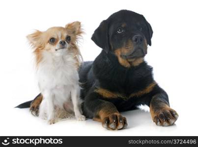 portrait of a puppy rottweiler and chihuahua in front of white background