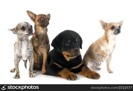 portrait of a puppy rottweiler and chihuahuas in front of white background