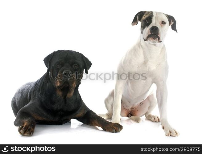 portrait of a purebred american bulldog and rottweiler on a white background