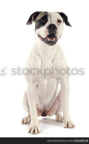 portrait of a purebred american bulldog on a white background