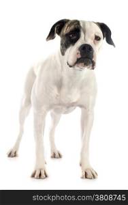 portrait of a purebred american bulldog on a white background
