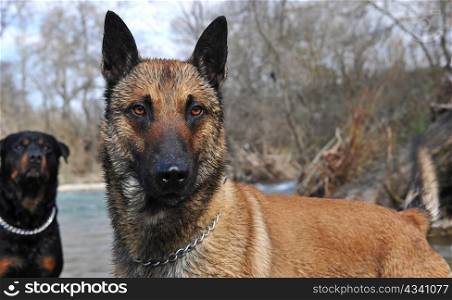 portrait of a purebred belgian sheepdog malinois in the river, rottweiler in the background