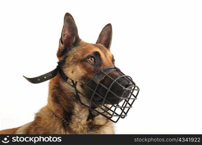 portrait of a purebred belgian shepherd malinois withe his muzzle