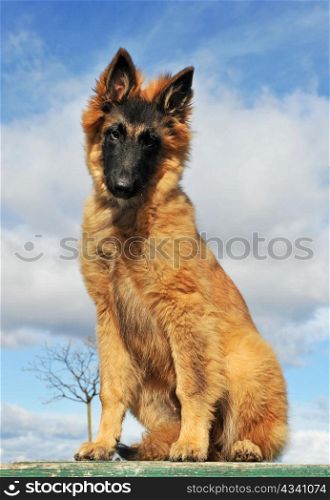 portrait of a purebred belgian shepherd tervueren sitting on a blue sky