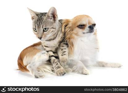 portrait of a purebred bengal cat and a chihuahua on a white background