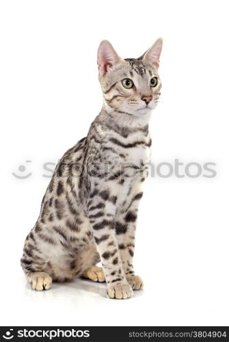 portrait of a purebred bengal cat on a white background
