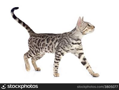 portrait of a purebred bengal cat on a white background