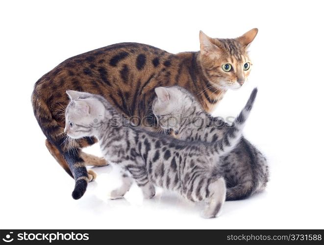portrait of a purebred bengal kitten and mother on a white background