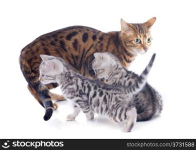 portrait of a purebred bengal kitten and mother on a white background