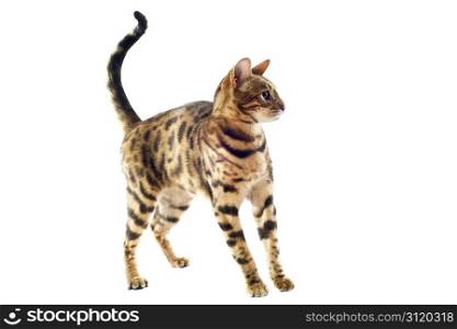 portrait of a purebred bengal kitten on a white background