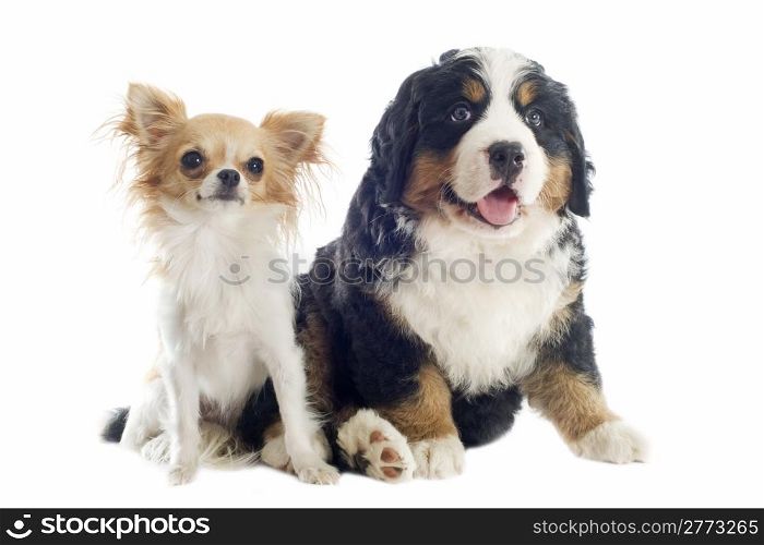 portrait of a purebred bernese mountain and chihuahua dog in front of white background
