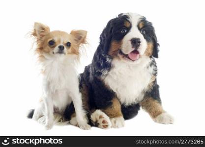 portrait of a purebred bernese mountain and chihuahua dog in front of white background