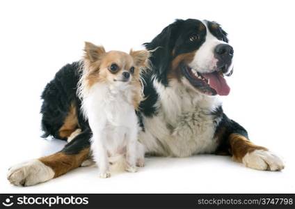 portrait of a purebred bernese mountain dog and chihuahua in front of white background
