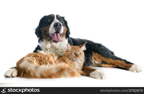 portrait of a purebred bernese mountain dog and maine coon cat in front of white background