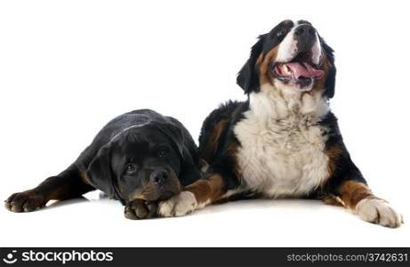 portrait of a purebred bernese mountain dog and rottweiler in front of white background
