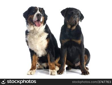 portrait of a purebred bernese mountain dog and rottweiler in front of white background