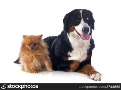 portrait of a purebred bernese mountain dog and spitz in front of white background