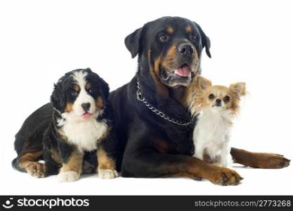 portrait of a purebred bernese mountain dog , chihuahua and rottweiler