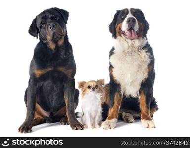 portrait of a purebred bernese mountain dog chihuahua and rottweiler in front of white background