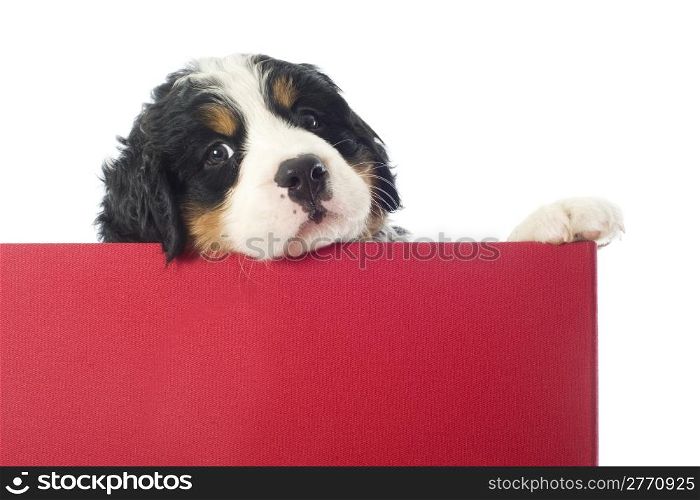 portrait of a purebred bernese mountain dog in a box