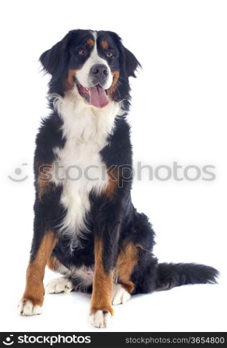 portrait of a purebred bernese mountain dog in front of white background