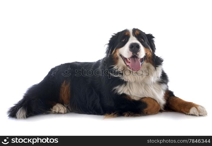 portrait of a purebred bernese mountain dog in front of white background
