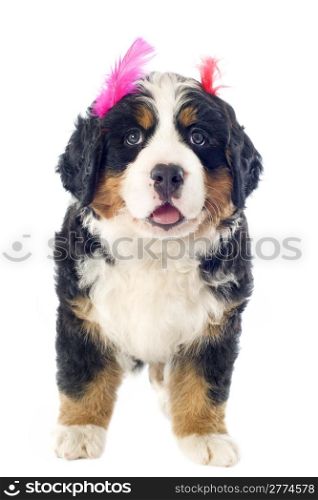 portrait of a purebred bernese mountain dog with feather in front of white background