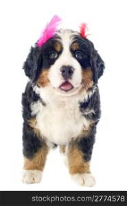 portrait of a purebred bernese mountain dog with feather in front of white background