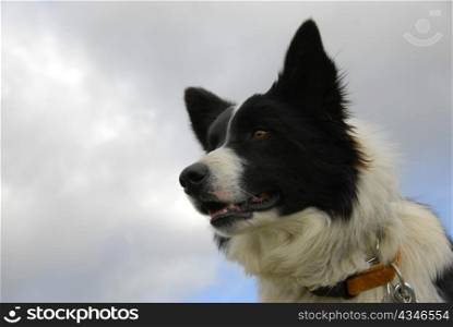 portrait of a purebred border collie and grey clouds