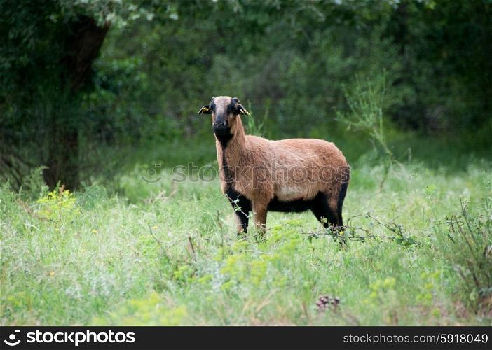 Portrait of a purebred Cameroon sheep