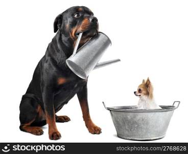 portrait of a purebred chihuahua in a bassin and rottweiler with watering can in front of white background