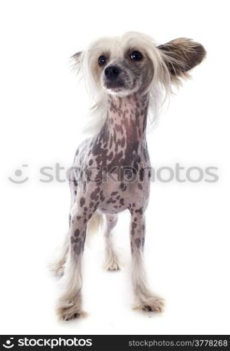 portrait of a purebred Chinese Crested Dog in studio