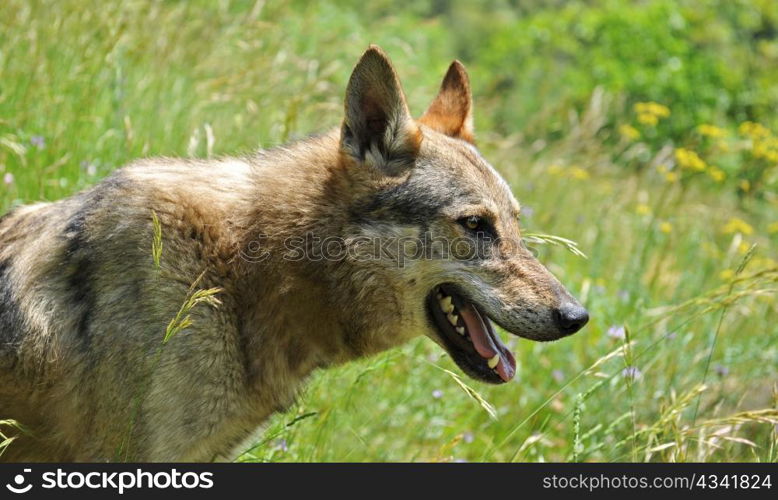 portrait of a purebred czechoslovak dog in a field, same a wild wolf...