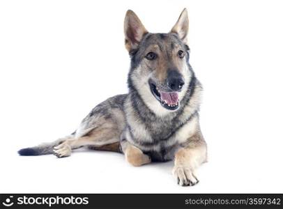portrait of a purebred Czechoslovakian Wolfdog in front of a white background