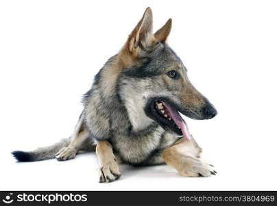 portrait of a purebred Czechoslovakian Wolfdog in front of a white background